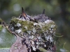 hummingbirdnestone