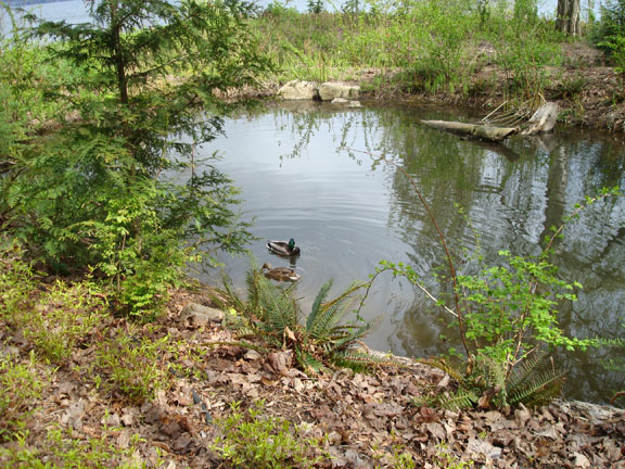 Resident ducks on east pond