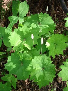 vanilla leaf in bloom