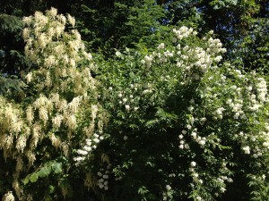 Oceanspray and mock orange in Madrona Woods