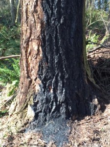 BurnedTree