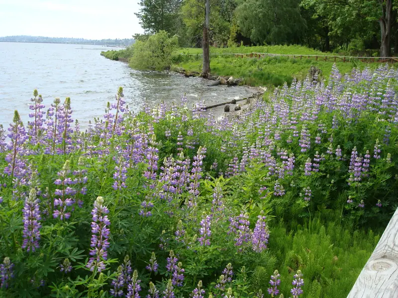 Lupine along fence