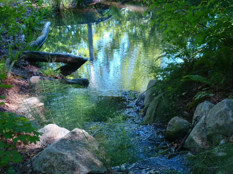 West pond reflections