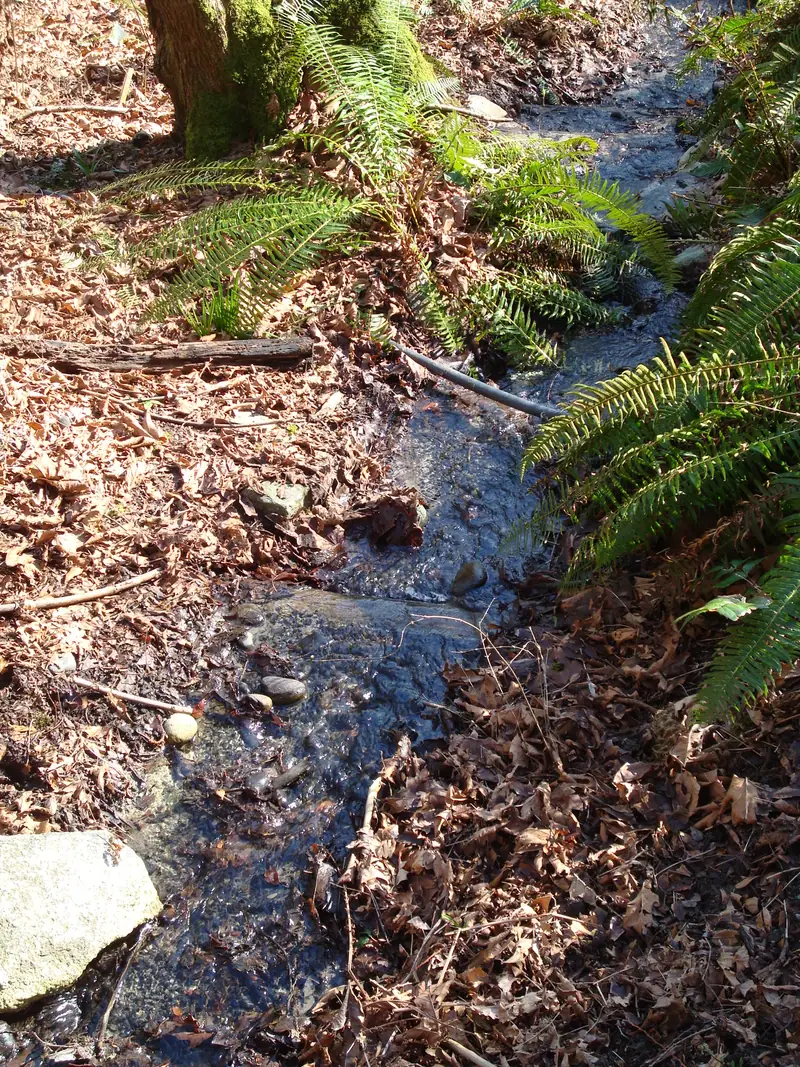 Madrona Park Creek above west pond