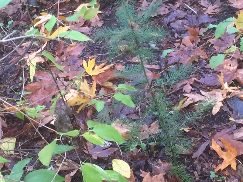 A young Douglas-fir seedling growing among leaves