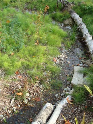 Stream between the bridge and the lake