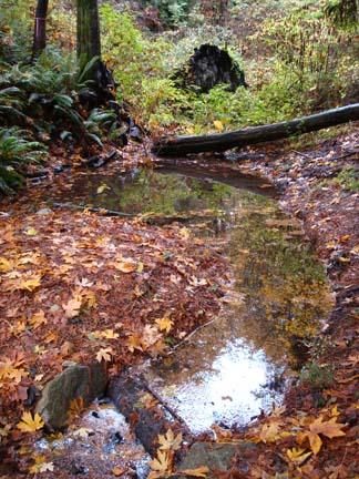 Pond at Spring Street (looking west)