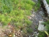 Stream between the bridge and the lake