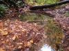 Pond at Spring Street (looking west)