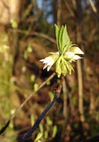 Osoberry_in_spring_small