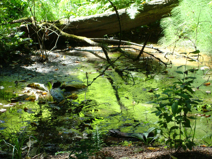 spring-st-reflections