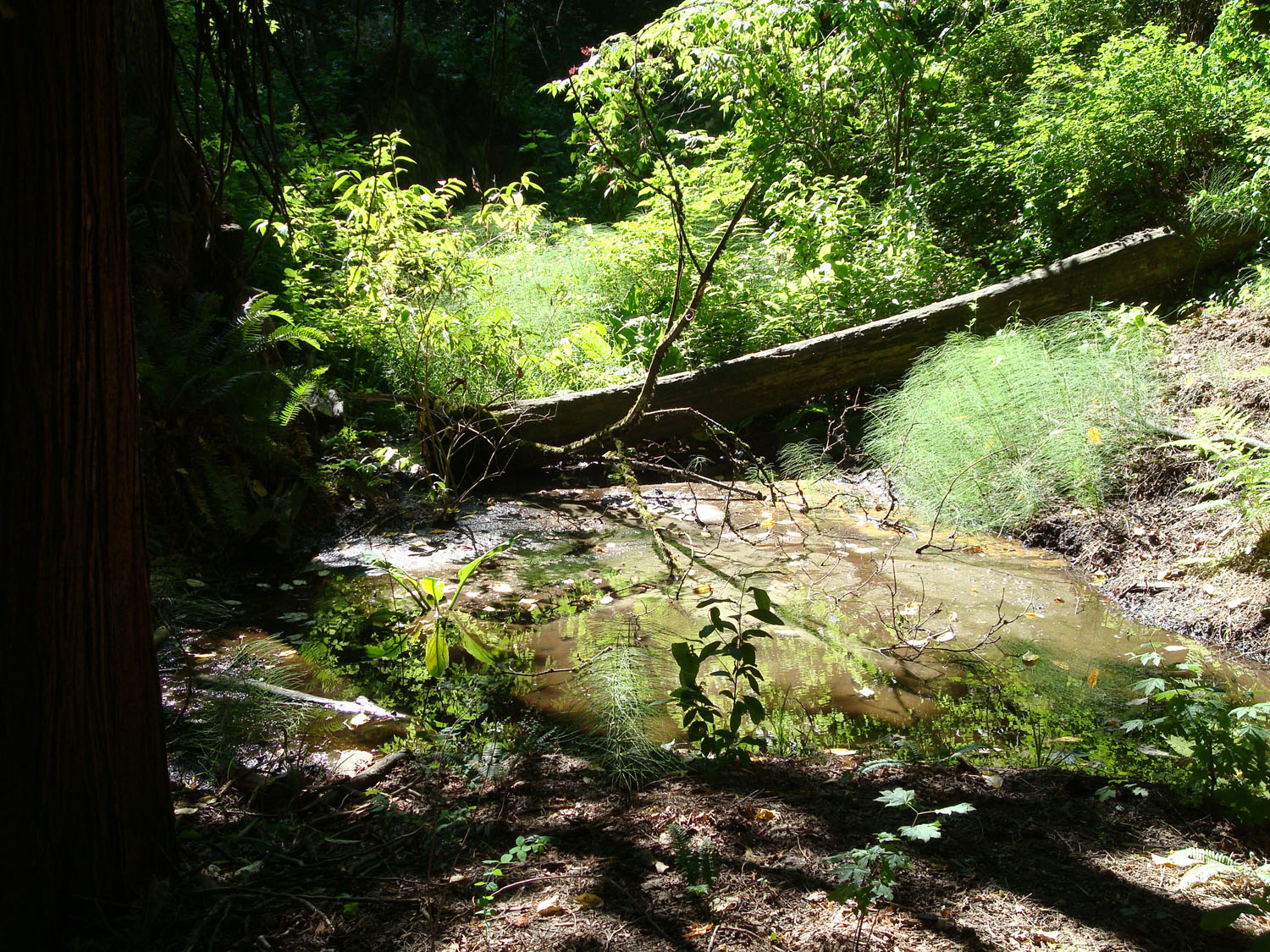 spring-street-green-and-mud-2