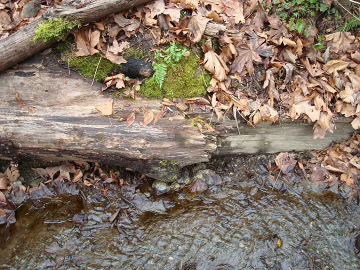 stream-in-fall