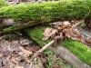 mossy-log