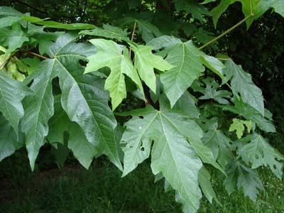 Big_leaf_maple_leaves