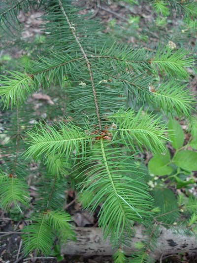 Douglas_fir_new_growth