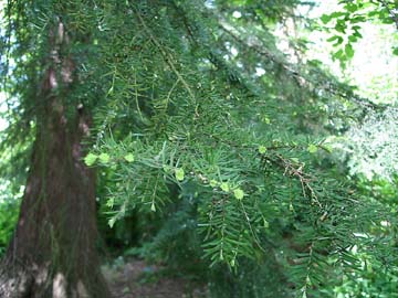 Hemlock_new_growth_small