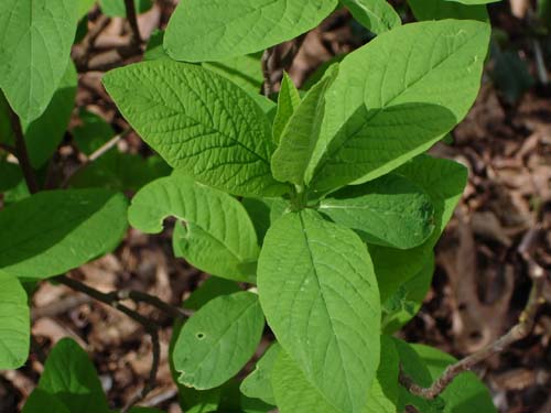 Indian_plum_bright_spring_leaves_small