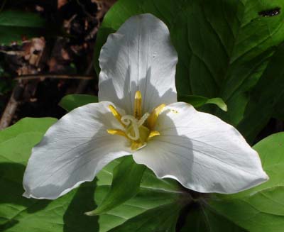 JS_trillium_4-1_single