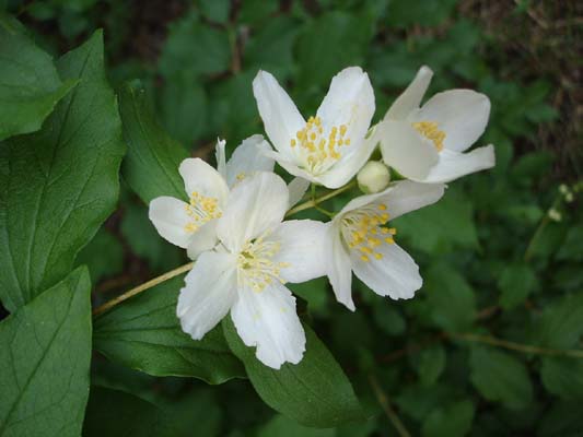 Mock_orange_flower_1