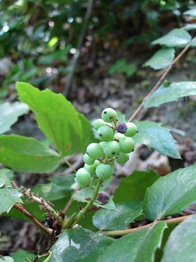 Oregon_grape_green_berries