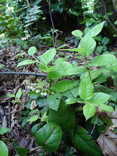 Salal_blossoms_and_new_growth
