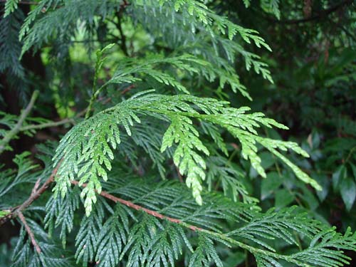 Western_red_cedar_new_growth