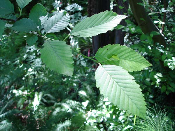 alder_leaves