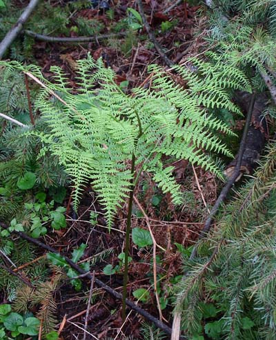 bracken_fern_growing