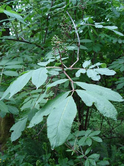 elderberry_green_berries