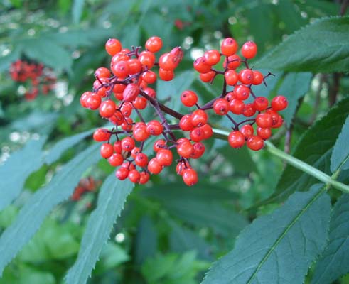 elderberry_red_berries