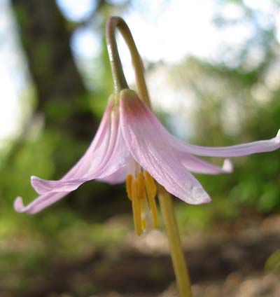 fawn_lilly_small