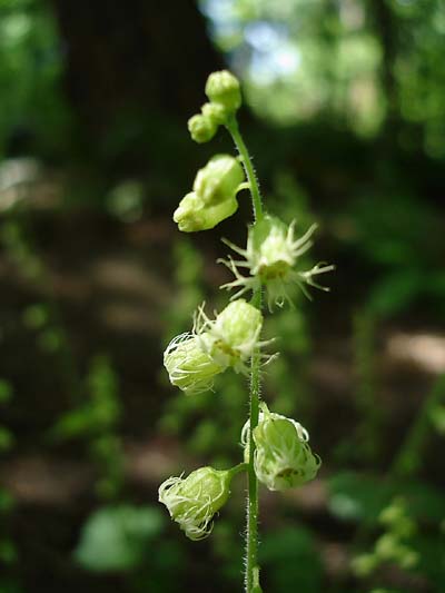 fringe_cup_blossom