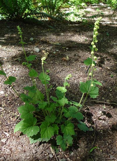 fringe_cup_plant_&_early_bloom