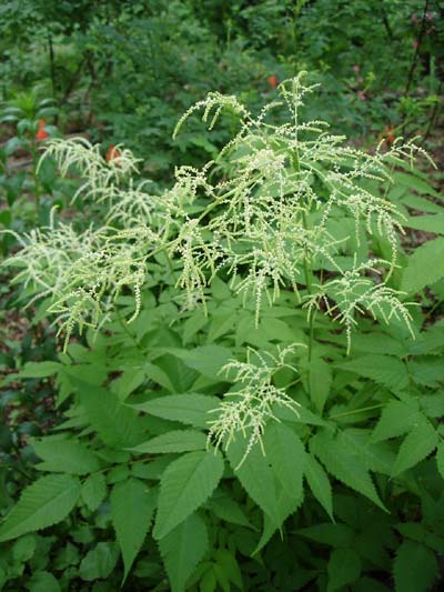 goats_beard_blossoms