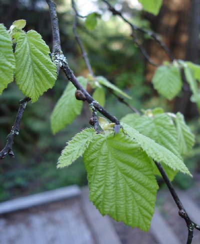 hazelnut-spring_small