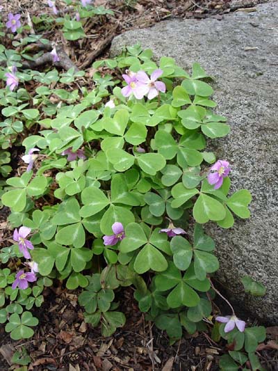 oxalis_by_rock_small