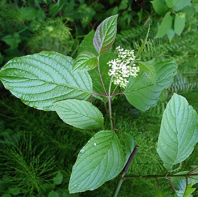 red_twig_dogwood_bloom