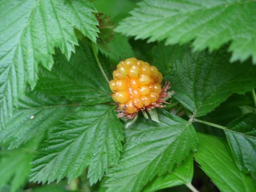 salmonberry_fruit