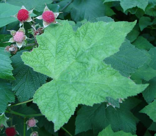 thimbleberry_furit_&_leaf