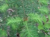 Douglas_fir_new_growth