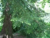 Hemlock_new_growth_small