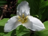 JS_trillium_4-1_single