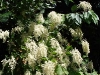 Oceanspray_bush,_summer