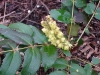 Oregon_grape_blossoms