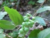 Oregon_grape_green_berries
