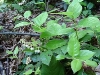 Salal_blossoms_and_new_growth