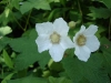 Thimbleberry_blossoms_small