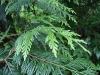 Western_red_cedar_new_growth