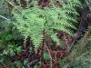 bracken_fern_growing